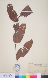Specimen thumbnail
